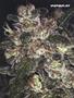 Page: - 50 | High Times
