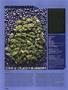 Page: - 72 | High Times