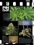 Page: - 12 | High Times