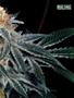 Page: - 47 | High Times