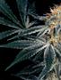 Page: - 50 | High Times