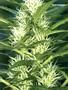 Page: - 63 | High Times