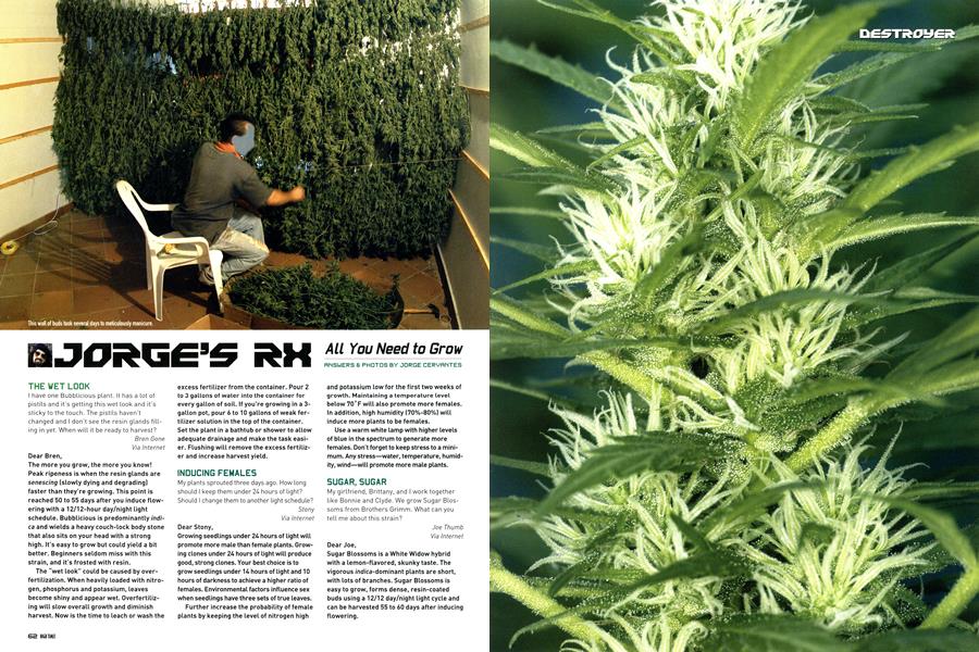 JORGE'S RX