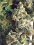Page: - 47 | High Times
