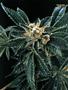 Page: - 50 | High Times