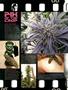 Page: - 12 | High Times