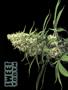 Page: - 48 | High Times