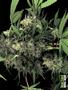 Page: - 49 | High Times