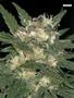 Page: - 50 | High Times
