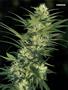 Page: - 63 | High Times