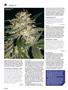 Page: - 66 | High Times