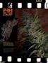 Page: - 12 | High Times