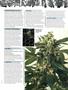 Page: - 51 | High Times