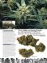 Page: - 52 | High Times