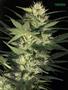 Page: - 63 | High Times