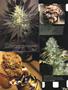 Page: - 13 | High Times
