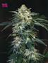 Page: - 54 | High Times