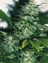 Page: - 71 | High Times