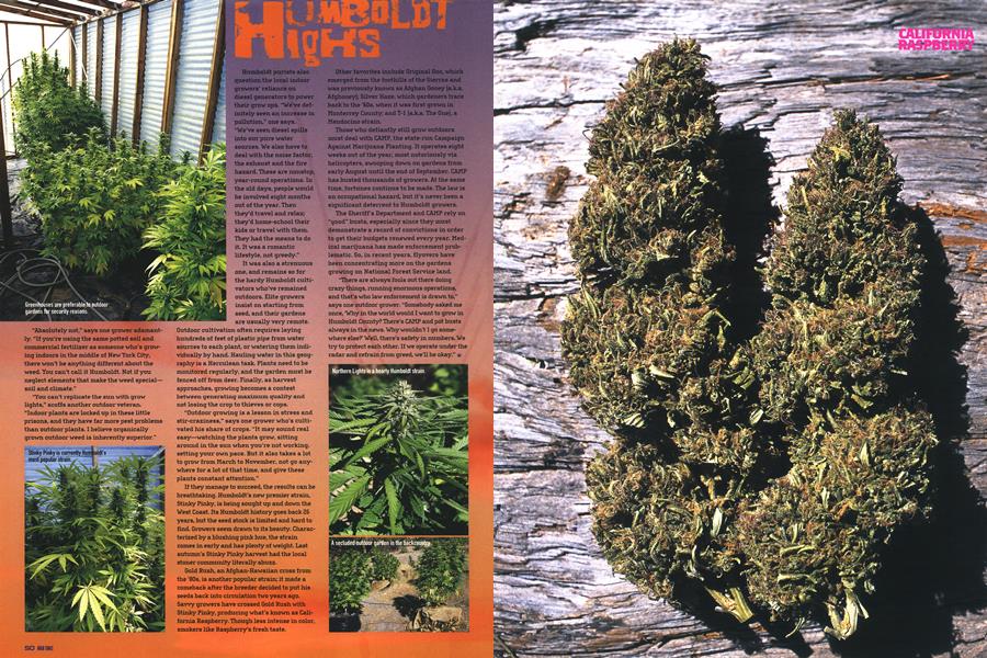 JUNGLE IN THE BRONX