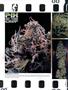 Page: - 12 | High Times