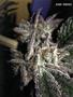 Page: - 41 | High Times