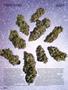Page: - 56 | High Times