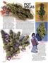 Page: - 66 | High Times