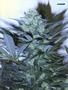 Page: - 71 | High Times