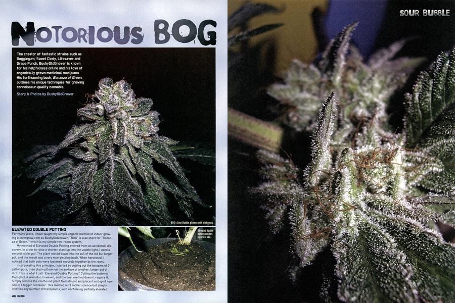 NOTORIOUS BOG