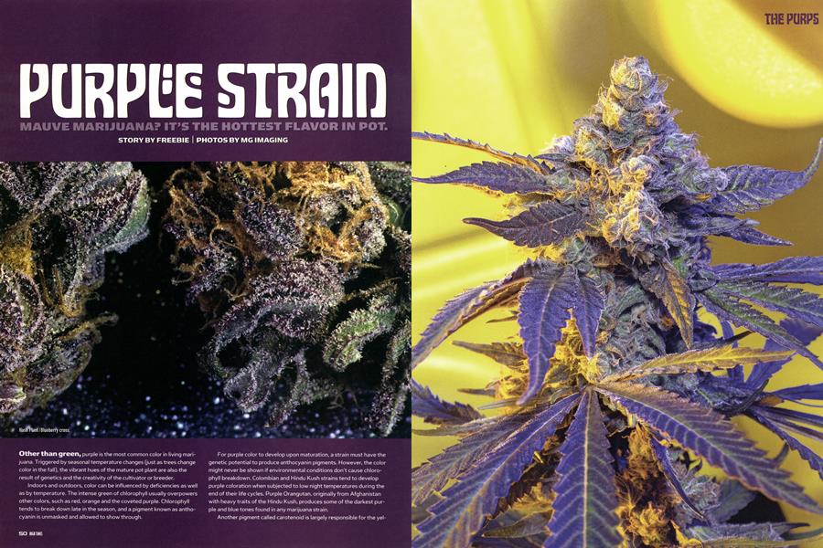 PURPLE STRAIN