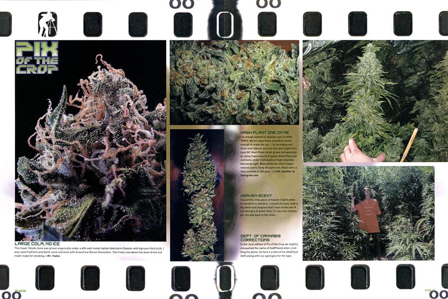 PIX OF THE CROP