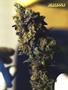 Page: - 51 | High Times