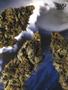 Page: - 54 | High Times