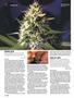 Page: - 70 | High Times