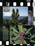 Page: - 12 | High Times