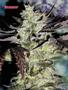 Page: - 51 | High Times