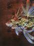 Page: - 52 | High Times