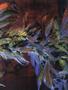 Page: - 53 | High Times