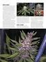 Page: - 57 | High Times