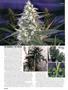 Page: - 58 | High Times