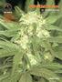 Page: - 69 | High Times