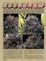 Page: - 80 | High Times