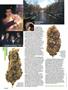 Page: - 38 | High Times