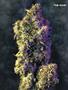 Page: - 51 | High Times