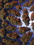 Page: - 52 | High Times