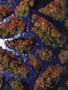 Page: - 53 | High Times