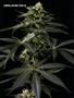 Page: - 54 | High Times