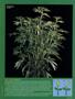 Page: - 55 | High Times