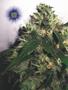 Page: - 47 | High Times