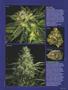 Page: - 49 | High Times